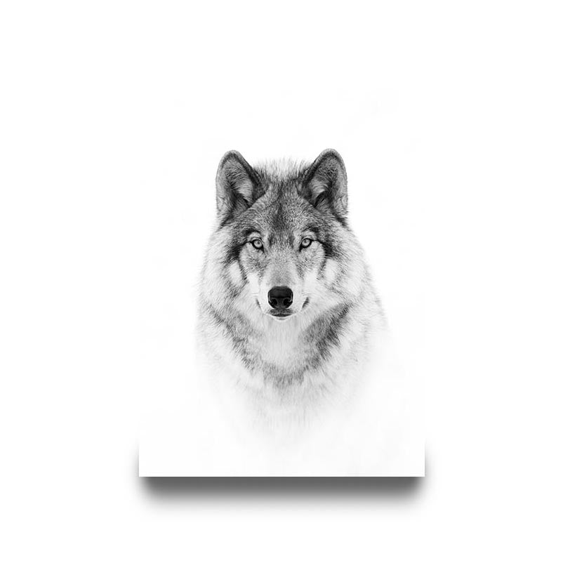 "PORTRAIT OF A TIMBER WOLF"