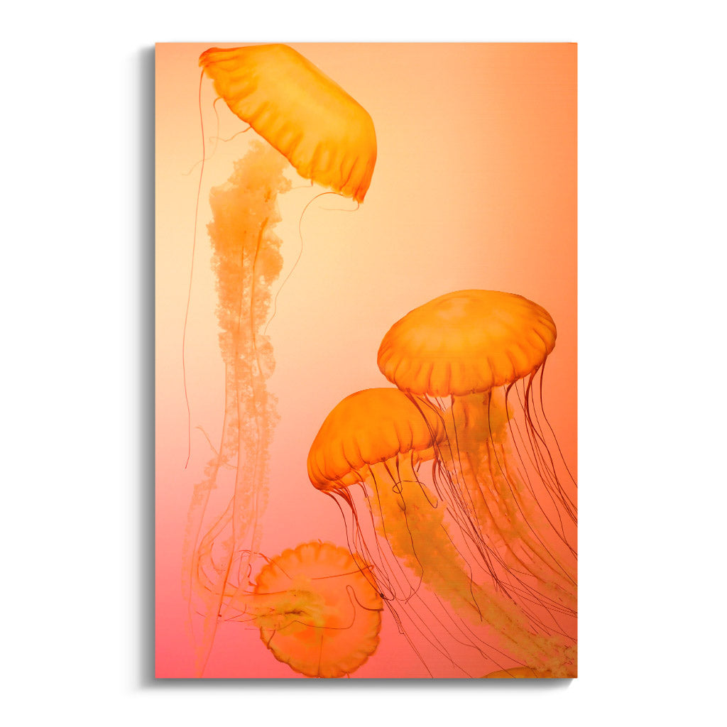 "FIRE ORANGE JELLYFISH"