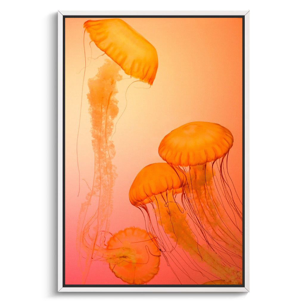 "FIRE ORANGE JELLYFISH"