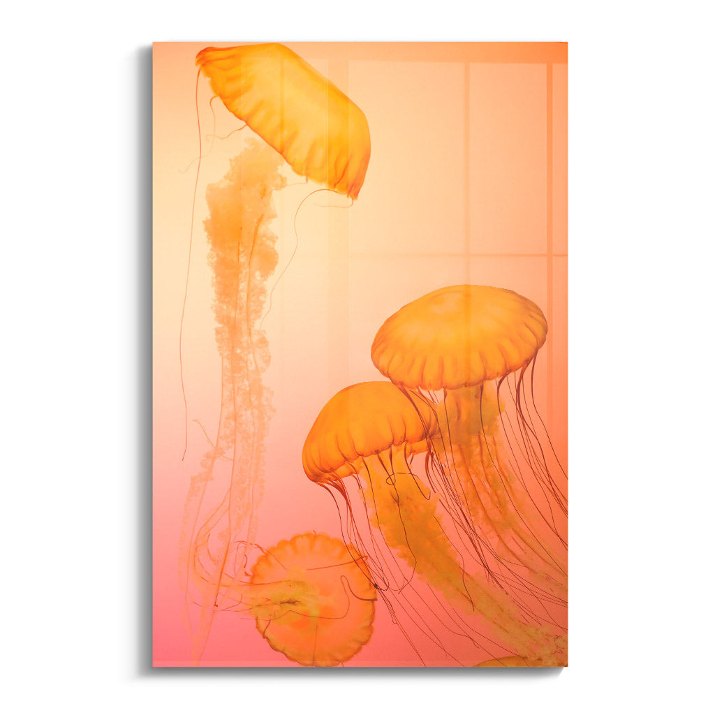 "FIRE ORANGE JELLYFISH"