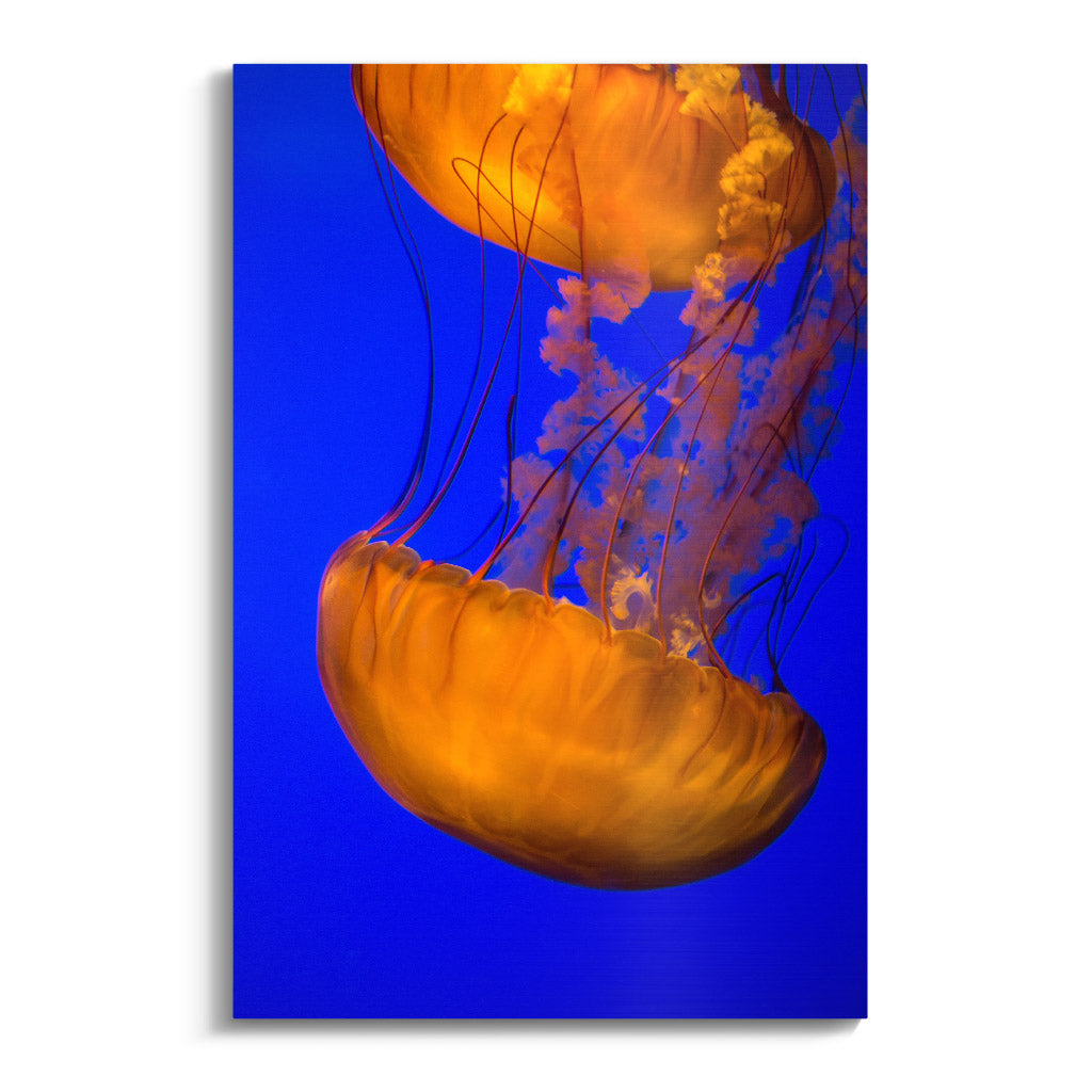 "ORANGE BLUE JELLYFISH"