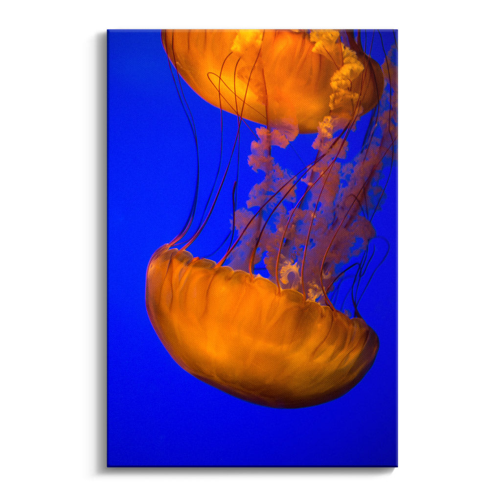 "ORANGE BLUE JELLYFISH"