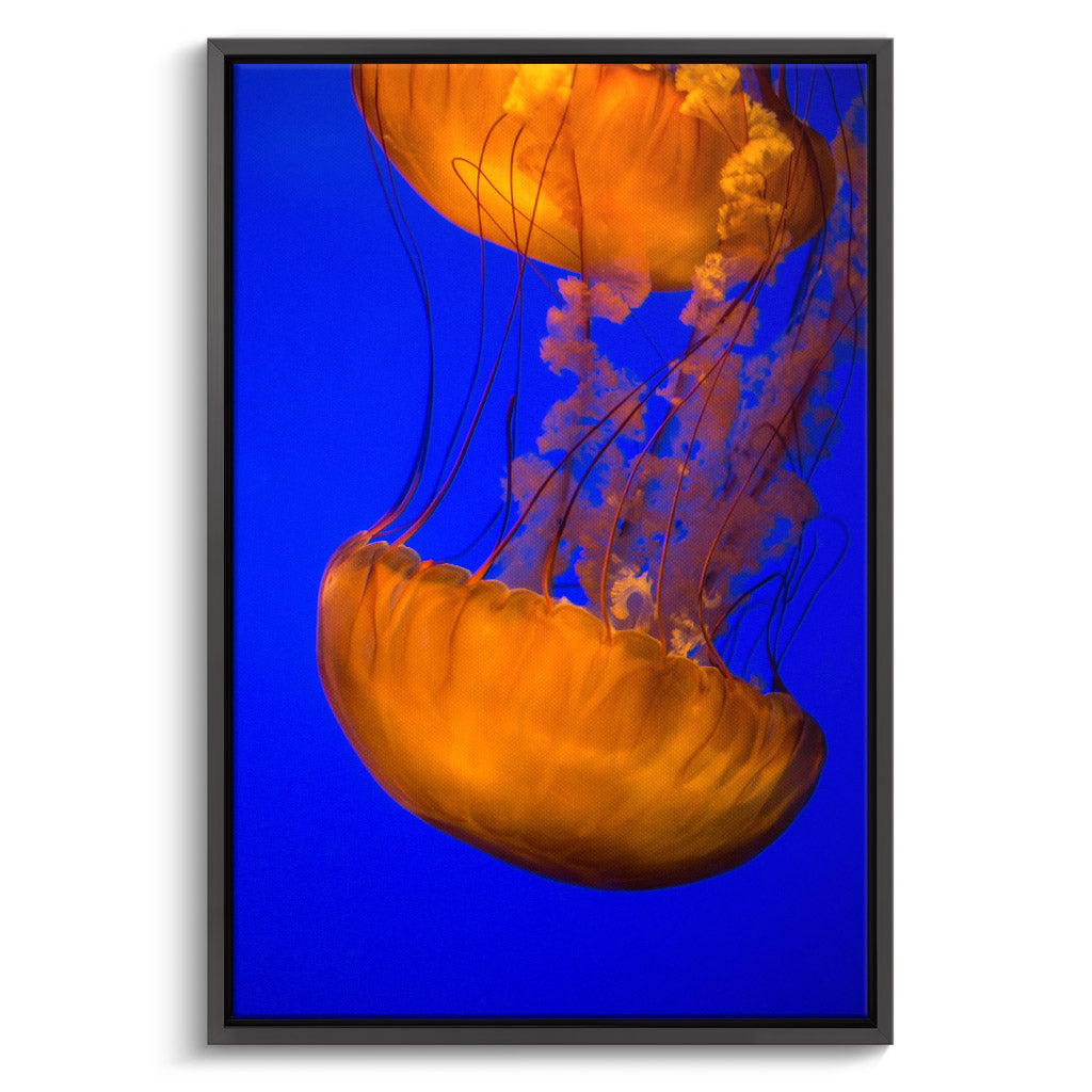 "ORANGE BLUE JELLYFISH"