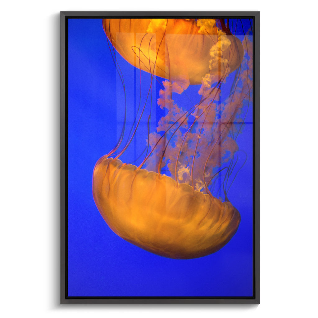 "ORANGE BLUE JELLYFISH"