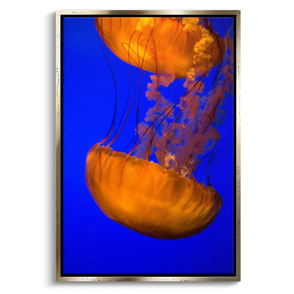 "ORANGE BLUE JELLYFISH"