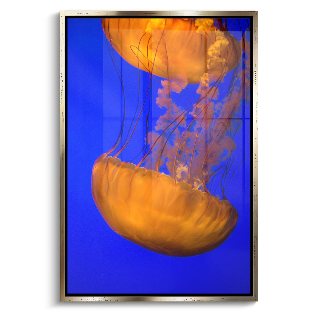 "ORANGE BLUE JELLYFISH"