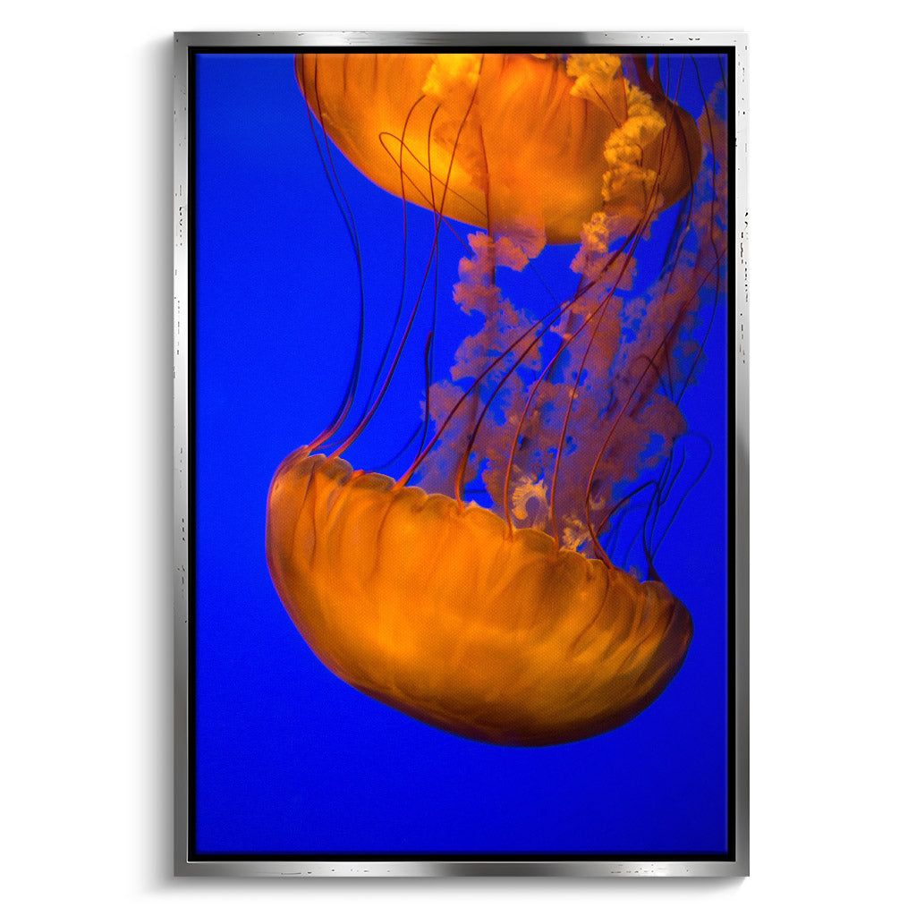 "ORANGE BLUE JELLYFISH"