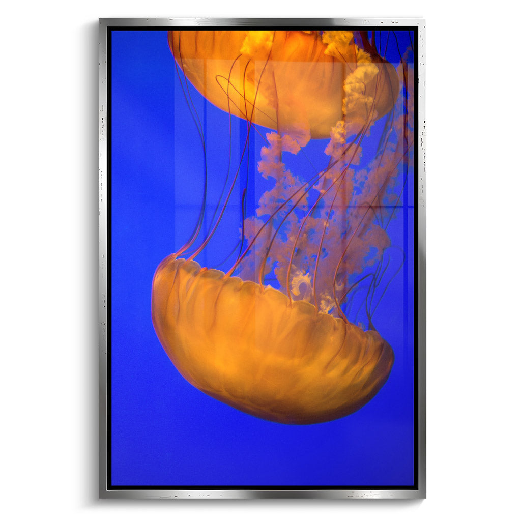 "ORANGE BLUE JELLYFISH"