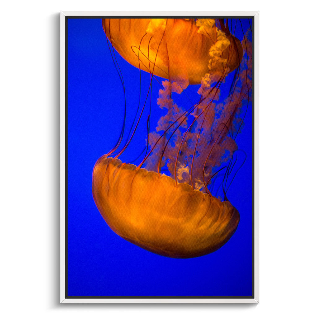 "ORANGE BLUE JELLYFISH"