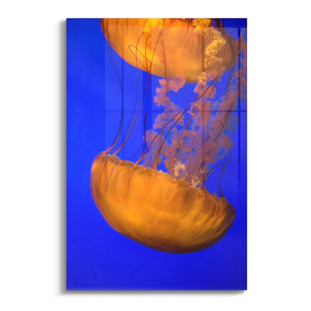 "ORANGE BLUE JELLYFISH"