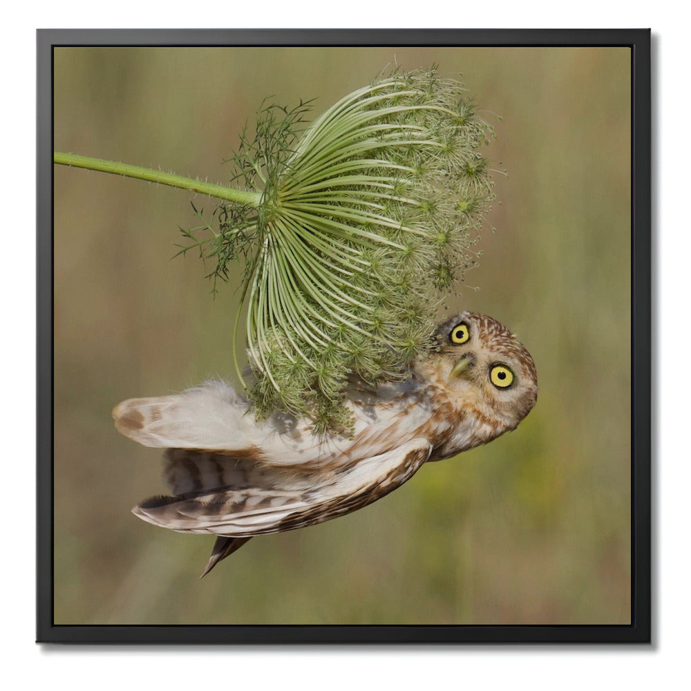 "LITTLE OWL"