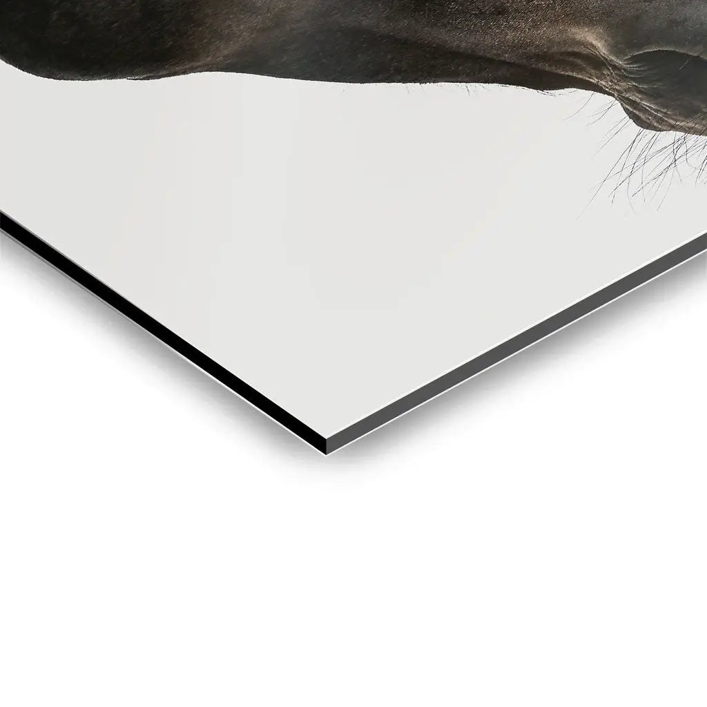 "GENTLE EQUINE GAZE"