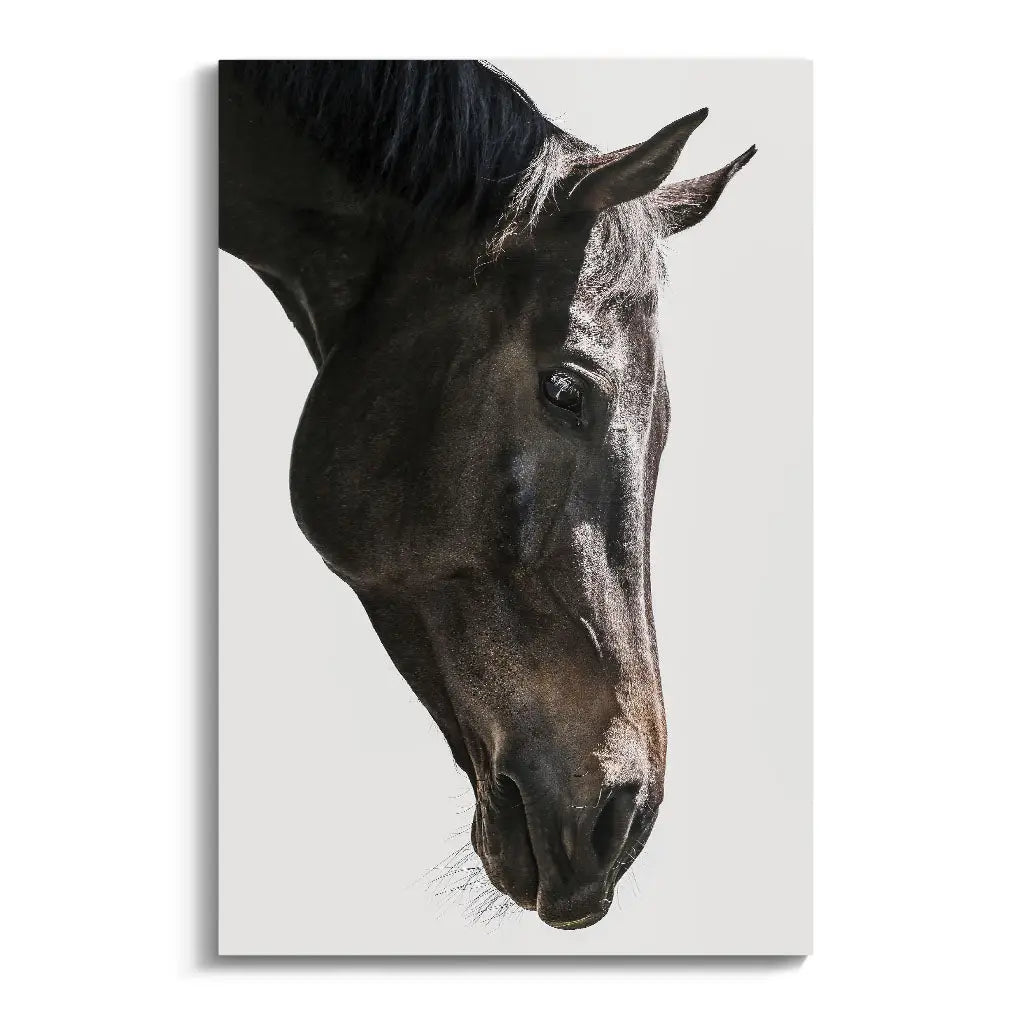 "GENTLE EQUINE GAZE"