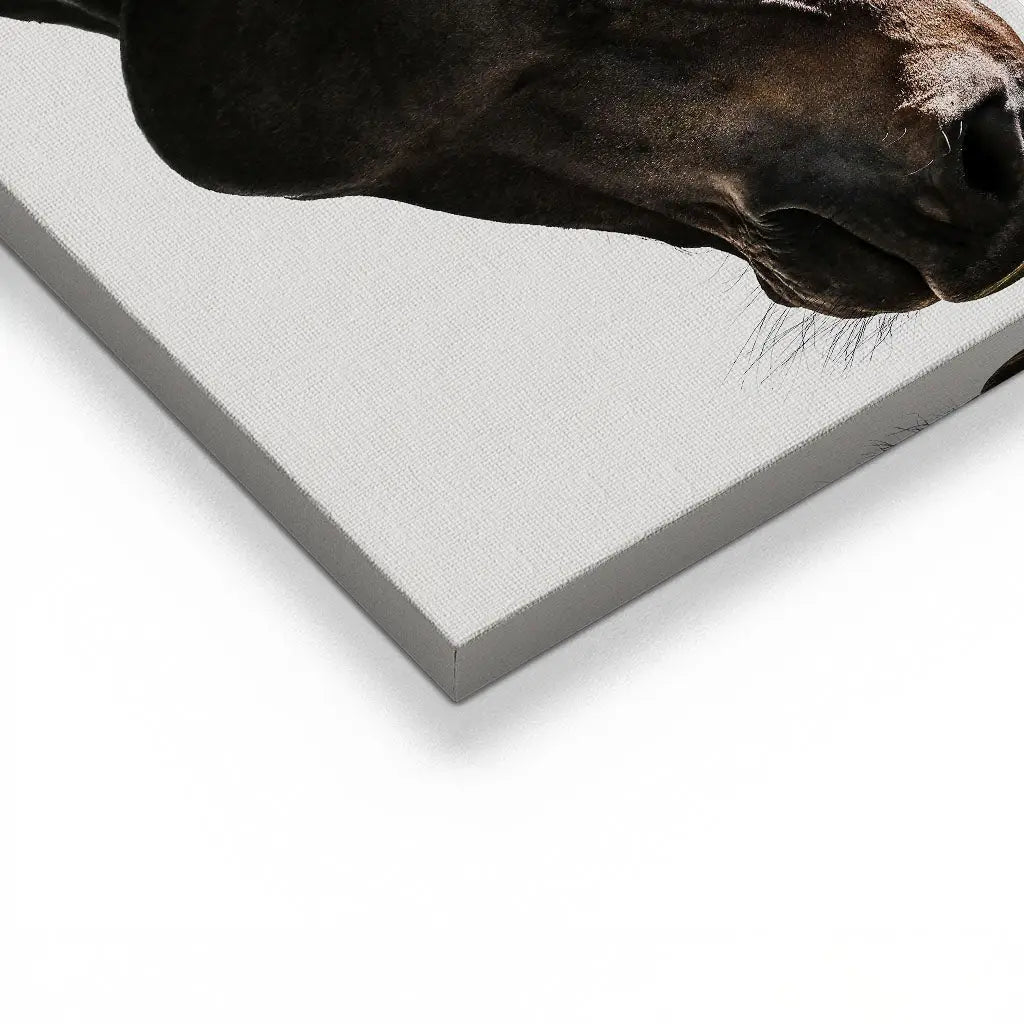 "GENTLE EQUINE GAZE"