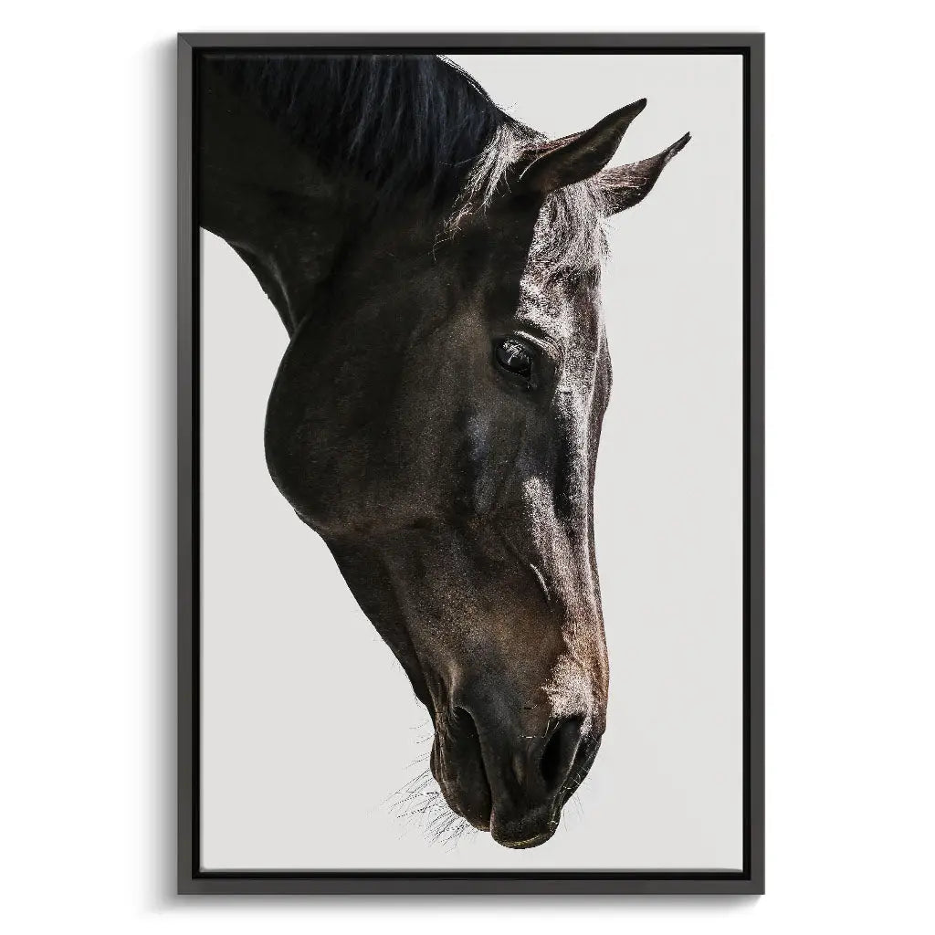 "GENTLE EQUINE GAZE"