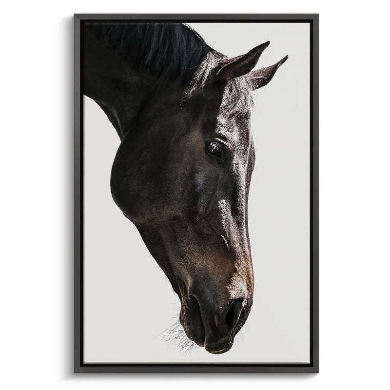 "GENTLE EQUINE GAZE"