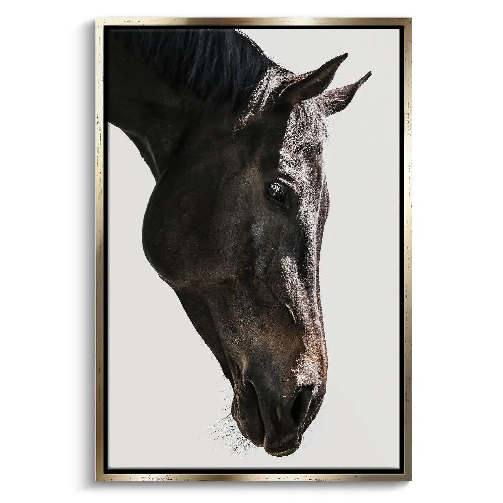 "GENTLE EQUINE GAZE"