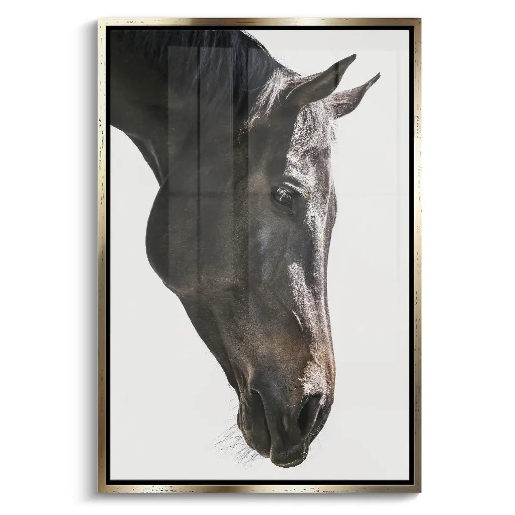 "GENTLE EQUINE GAZE"