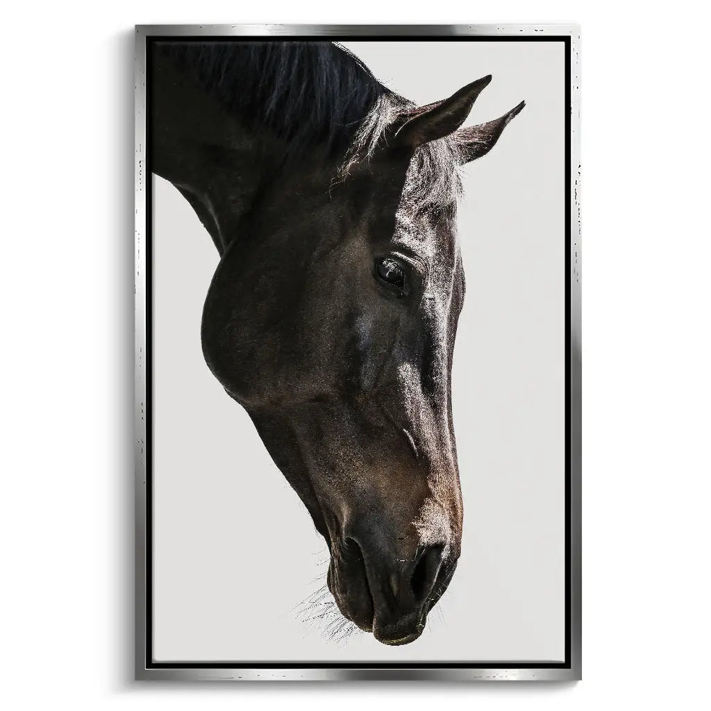 "GENTLE EQUINE GAZE"