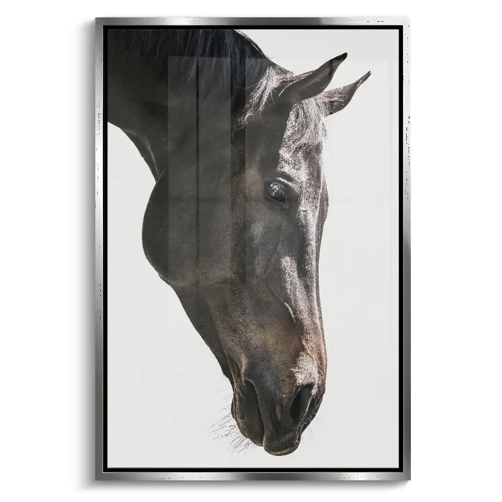 "GENTLE EQUINE GAZE"