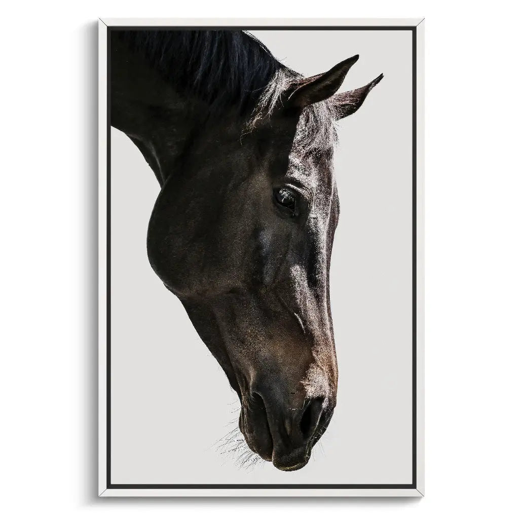 "GENTLE EQUINE GAZE"