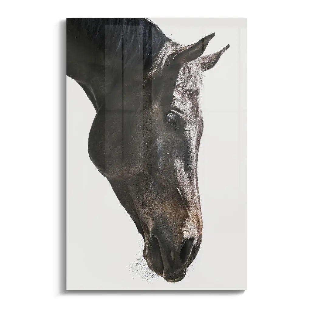 "GENTLE EQUINE GAZE"