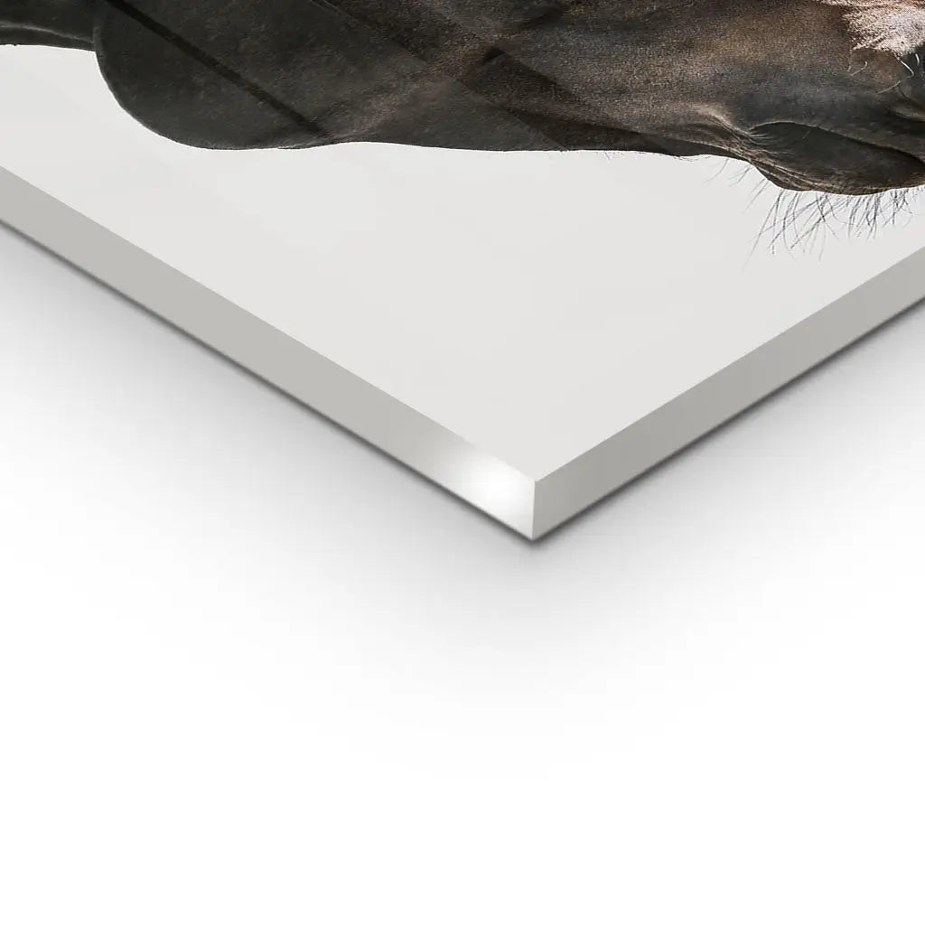 "GENTLE EQUINE GAZE"