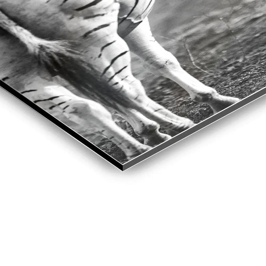 "STRIPED HORSE BACK SIDE"