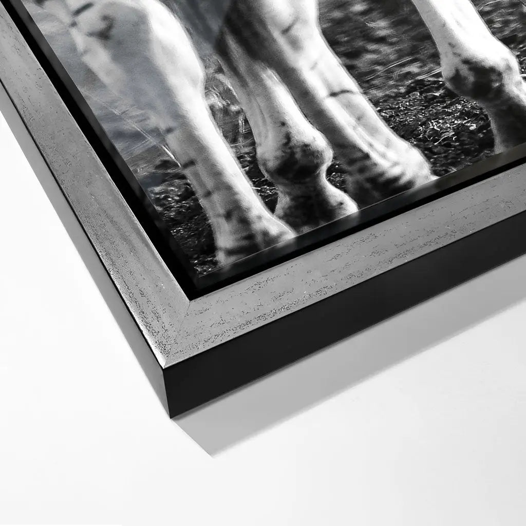 "STRIPED HORSE BACK SIDE"