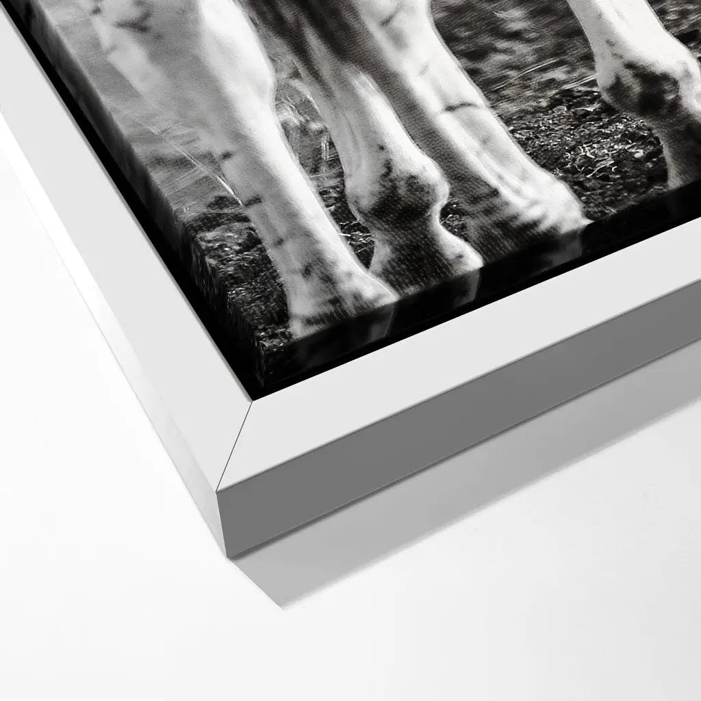 "STRIPED HORSE BACK SIDE"