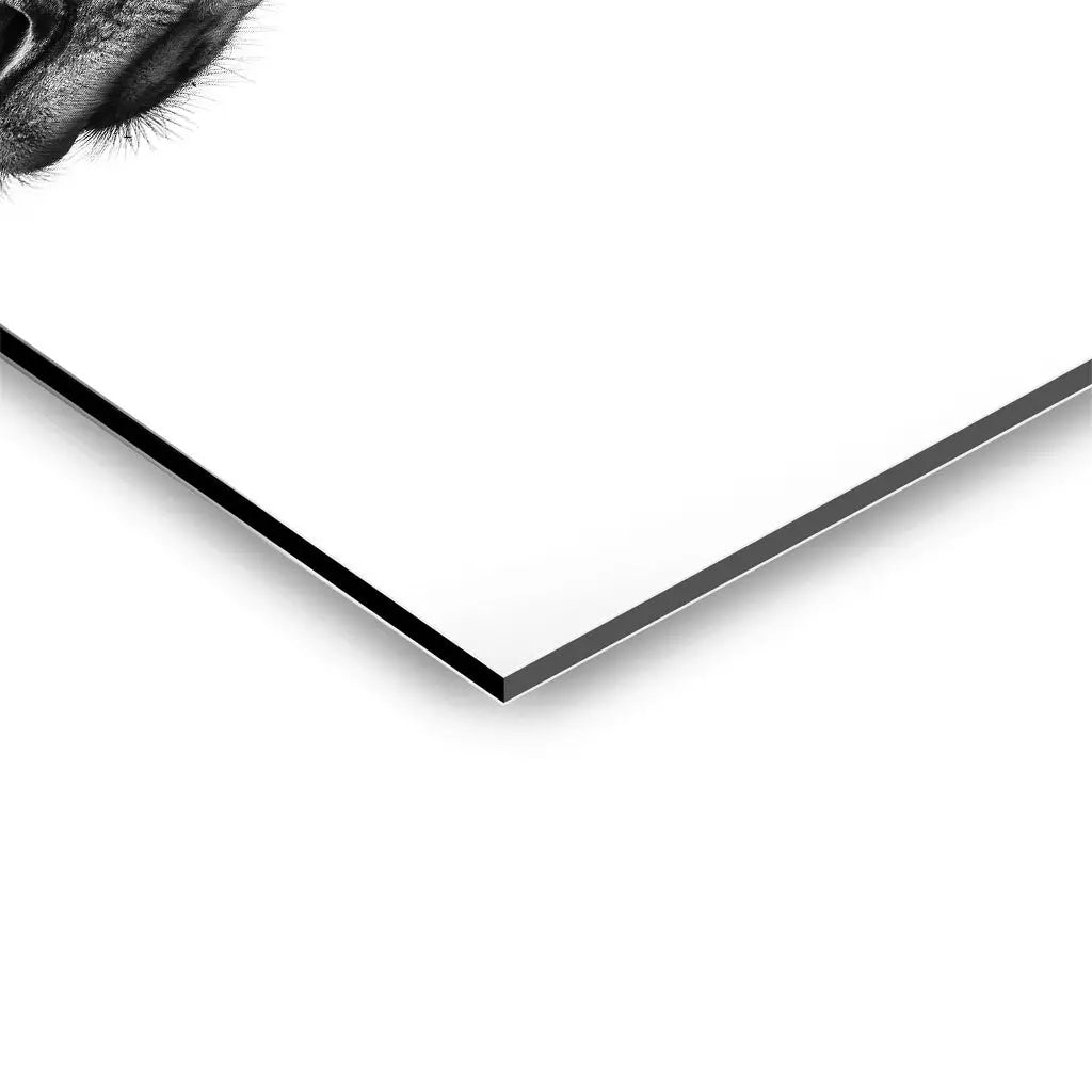 "INDICATE PATTERNS OF A GIRAFFE`S SKIN"