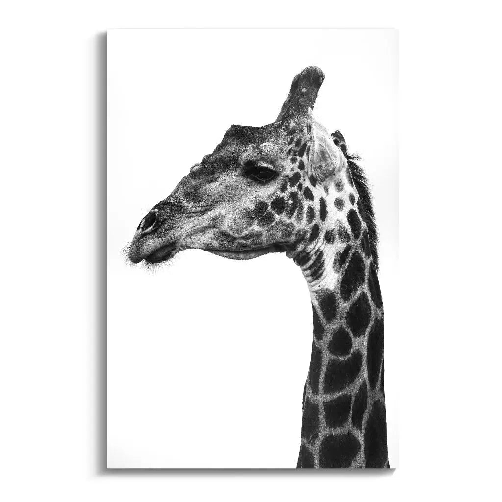 "INDICATE PATTERNS OF A GIRAFFE`S SKIN"