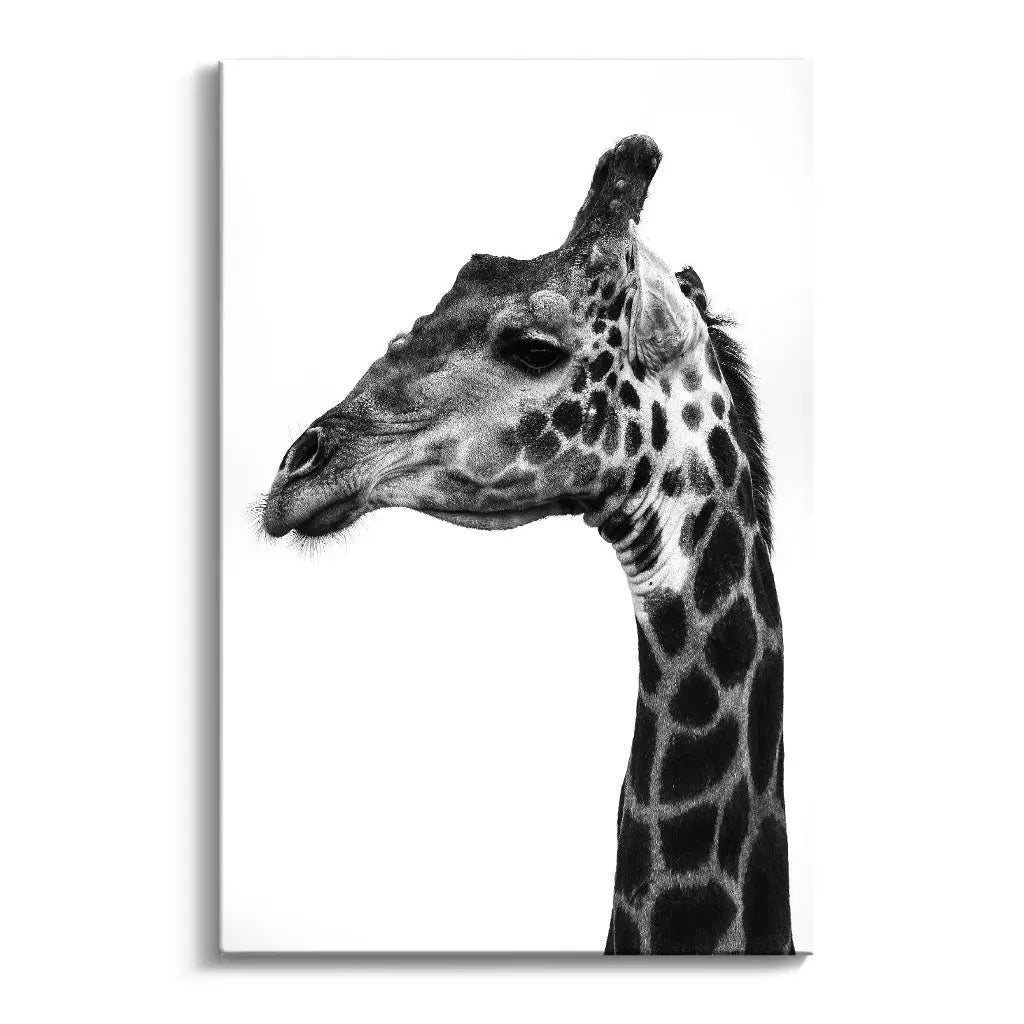 "INDICATE PATTERNS OF A GIRAFFE`S SKIN"
