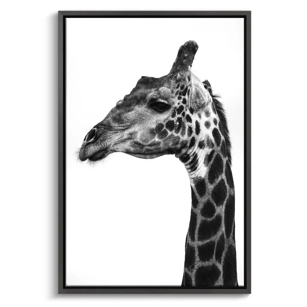 "INDICATE PATTERNS OF A GIRAFFE`S SKIN"