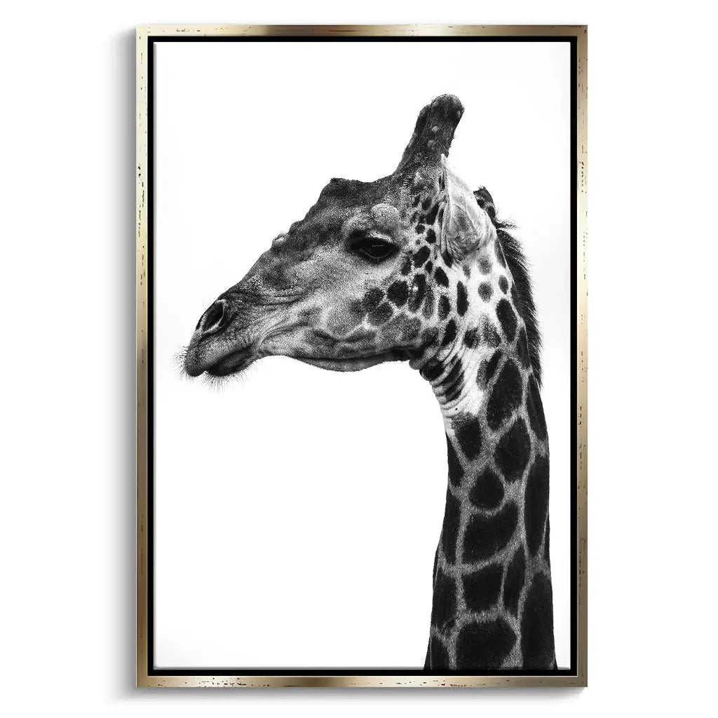 "INDICATE PATTERNS OF A GIRAFFE`S SKIN"