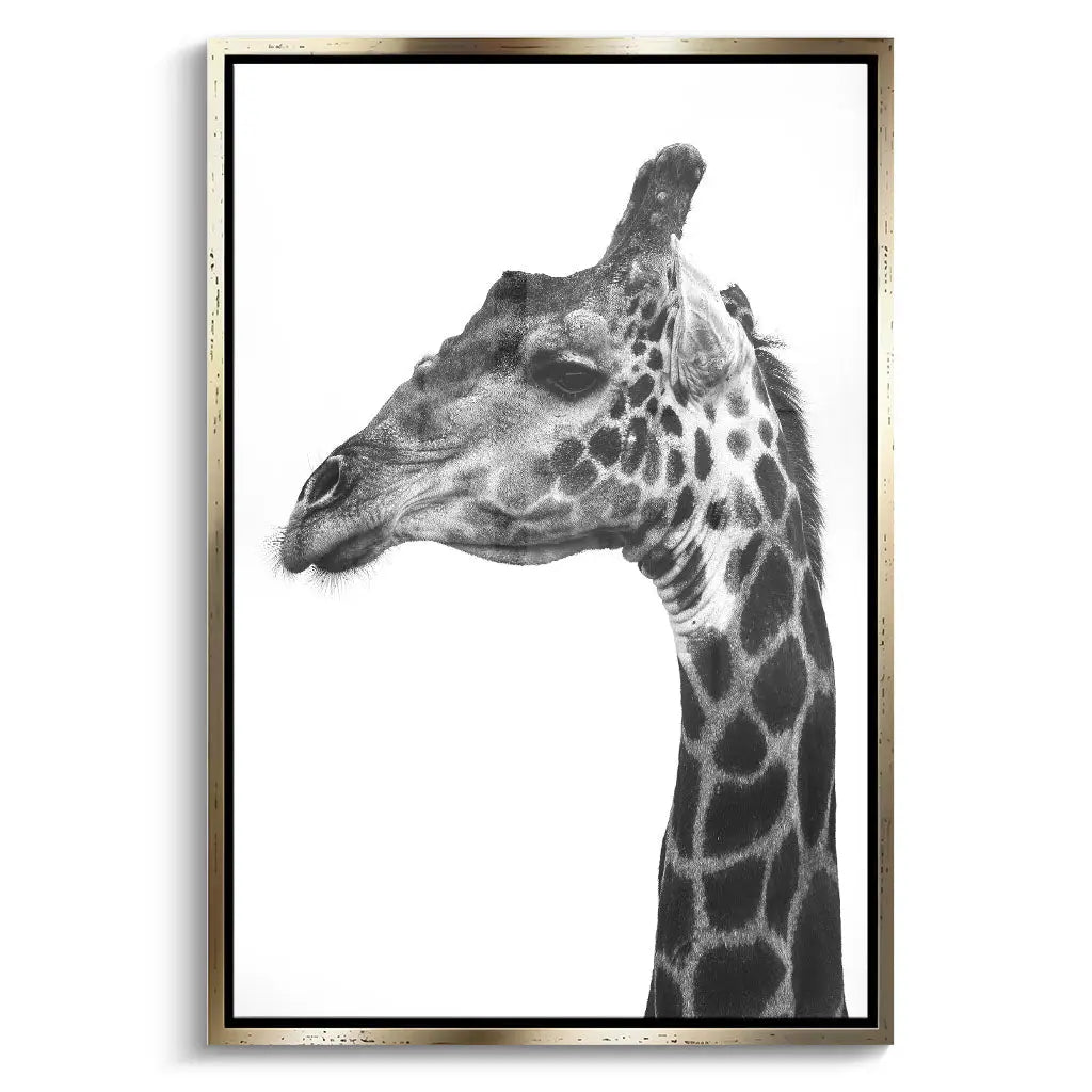 "INDICATE PATTERNS OF A GIRAFFE`S SKIN"