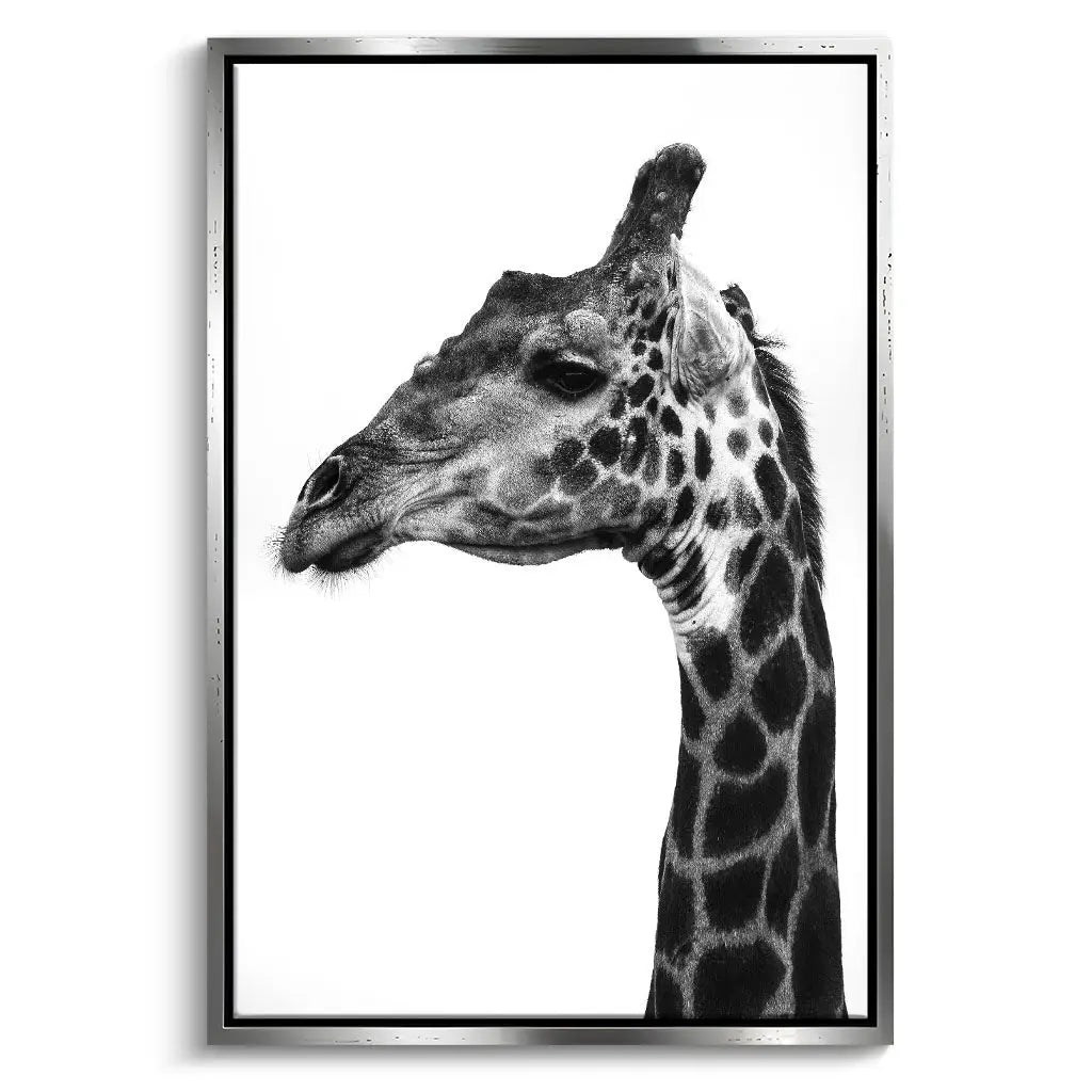 "INDICATE PATTERNS OF A GIRAFFE`S SKIN"