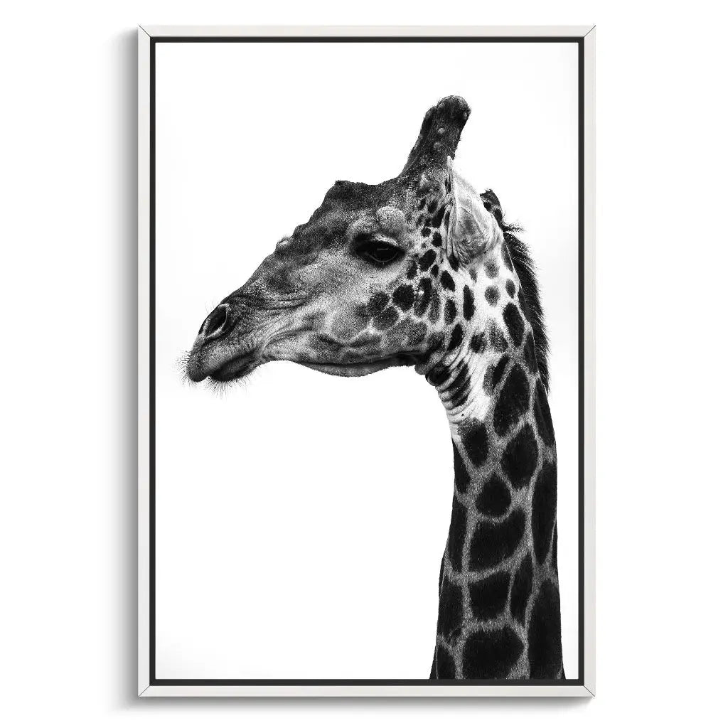 "INDICATE PATTERNS OF A GIRAFFE`S SKIN"