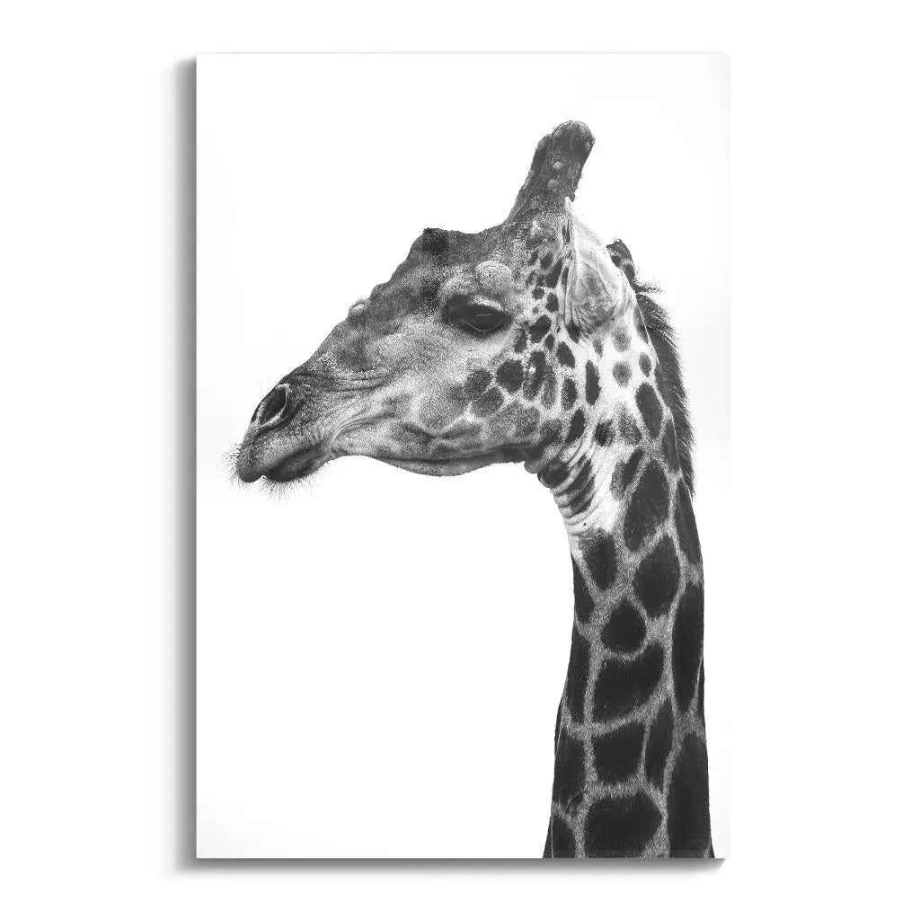 "INDICATE PATTERNS OF A GIRAFFE`S SKIN"