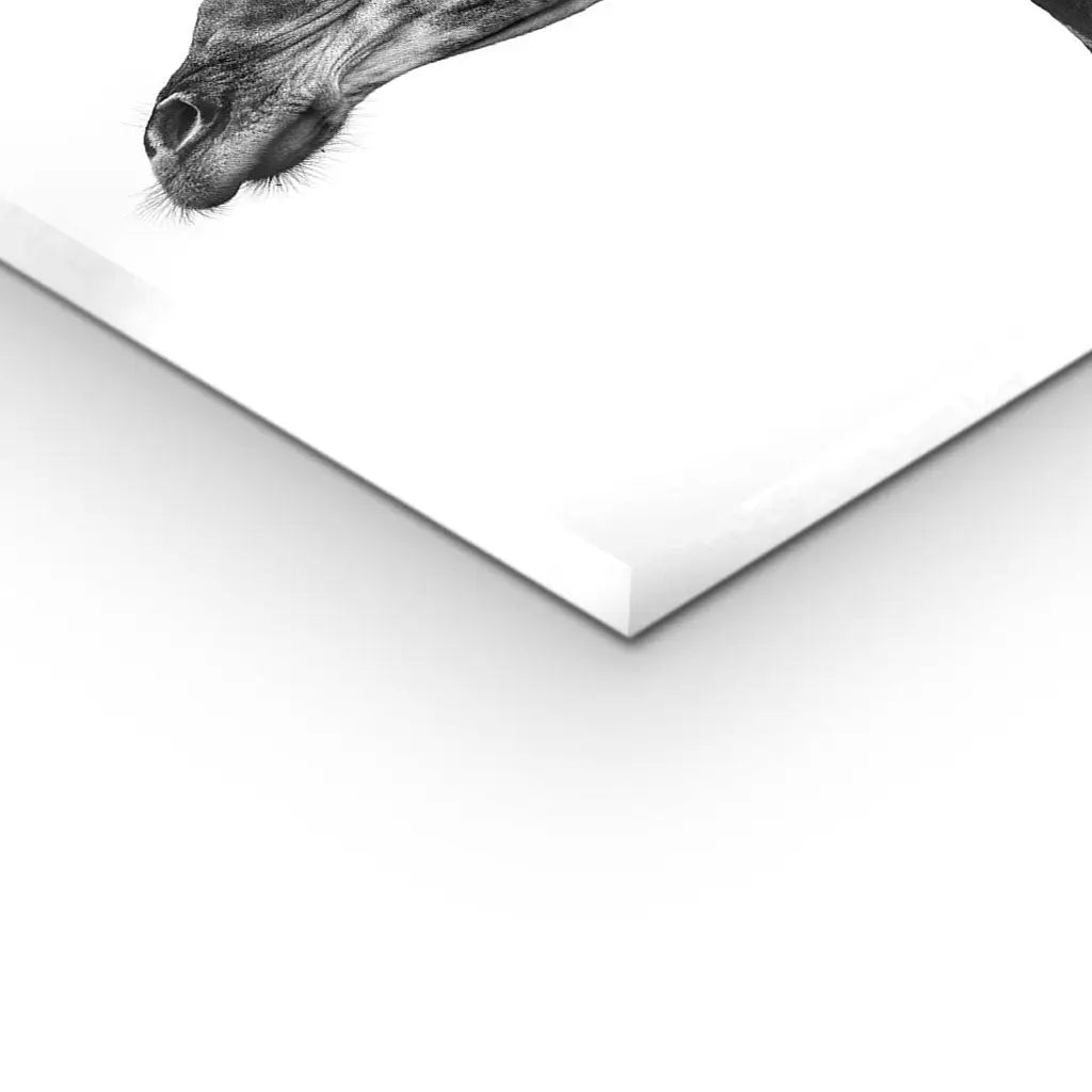 "INDICATE PATTERNS OF A GIRAFFE`S SKIN"