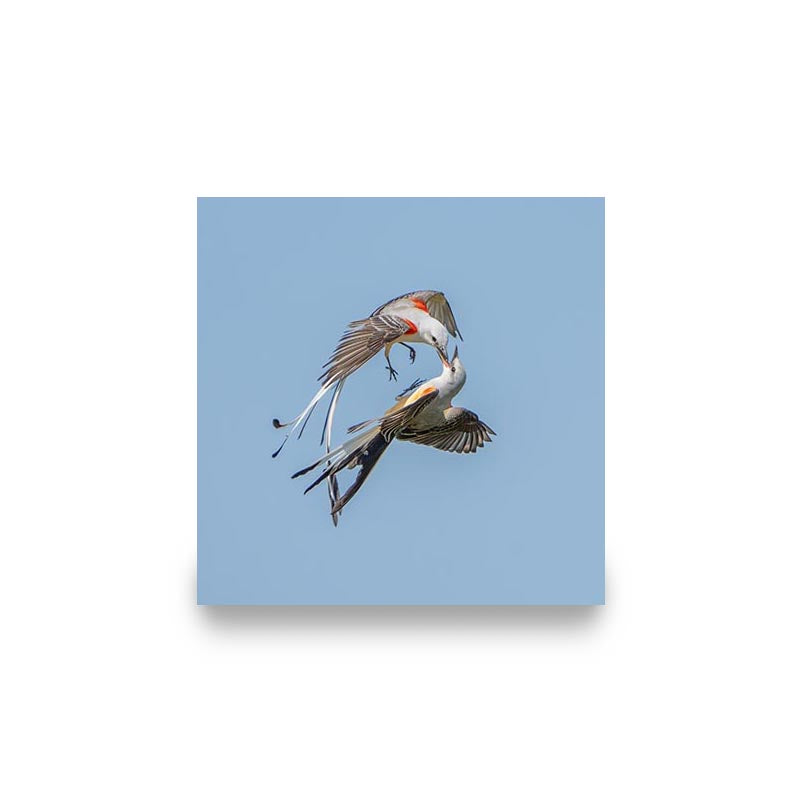 "SCISSOR-TAILED FLYCATCHERS"