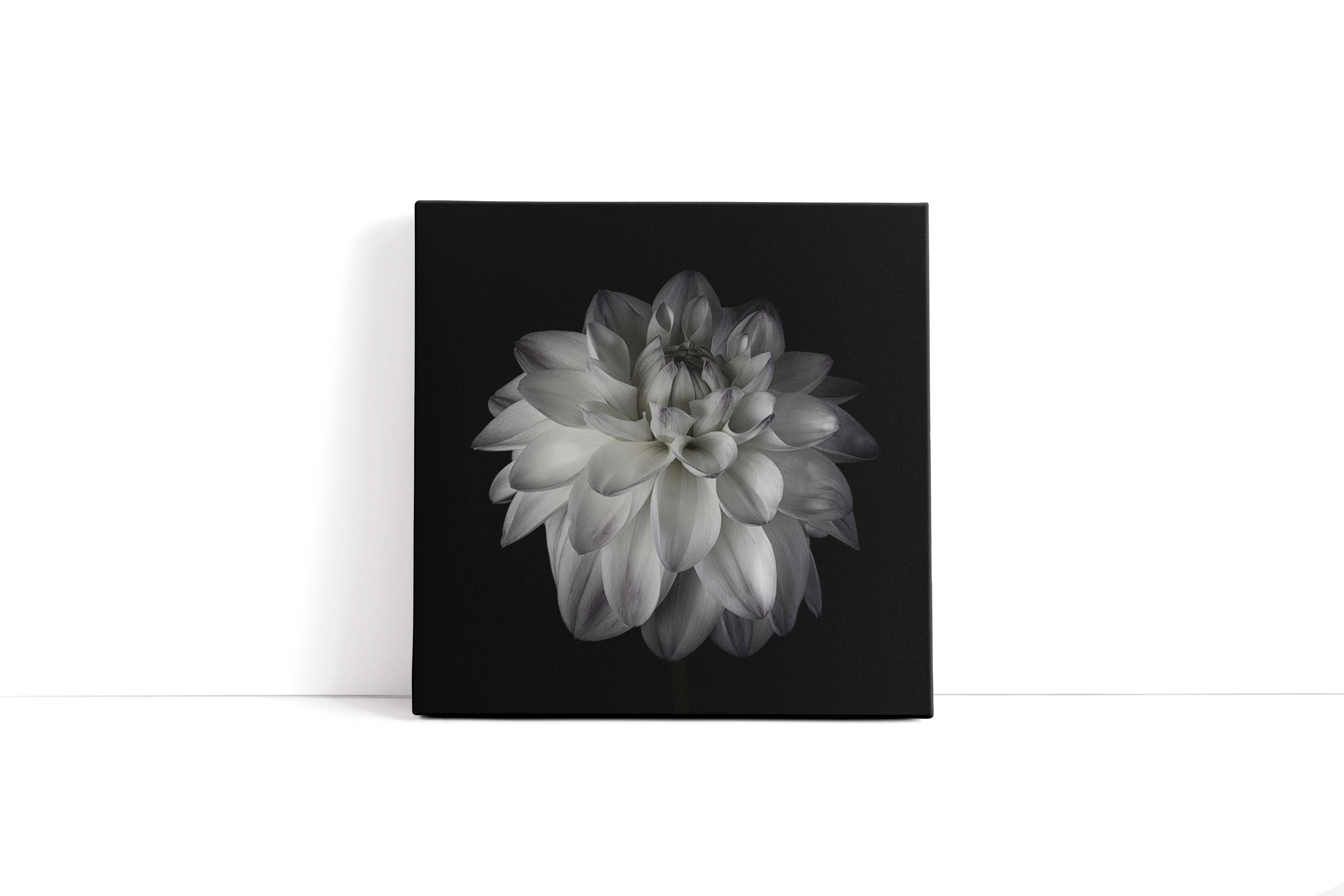 "DAHLIA"