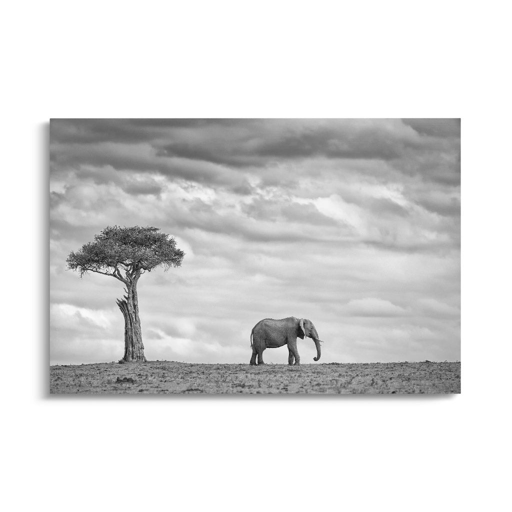 "ELEPHANT LANDSCAPE"