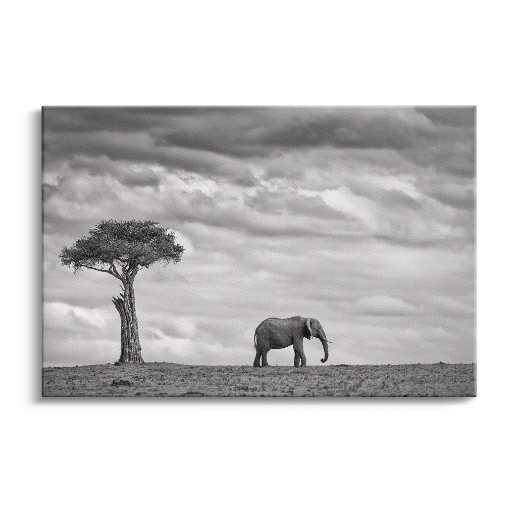 "ELEPHANT LANDSCAPE"