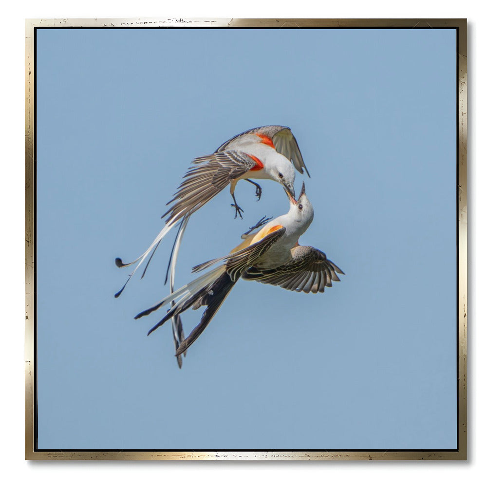 "SCISSOR-TAILED FLYCATCHERS"