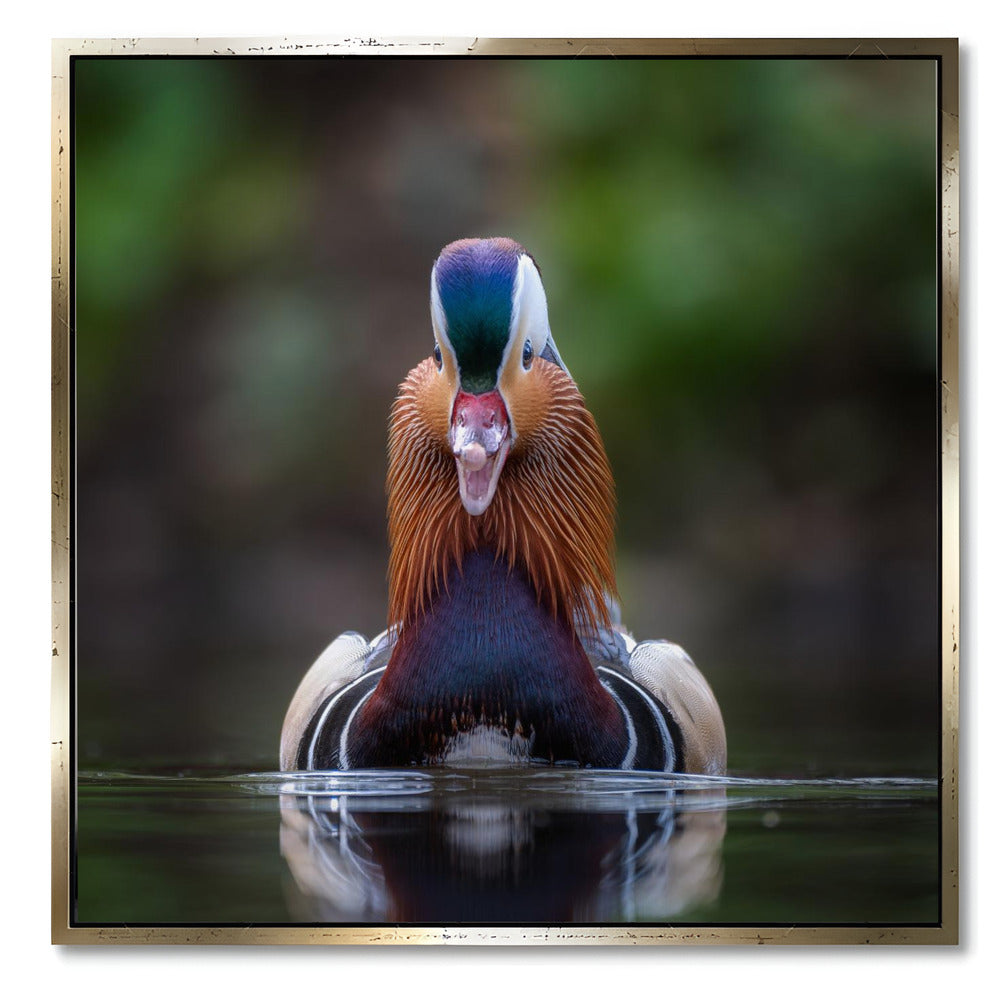 "MANDARIN DUCK"