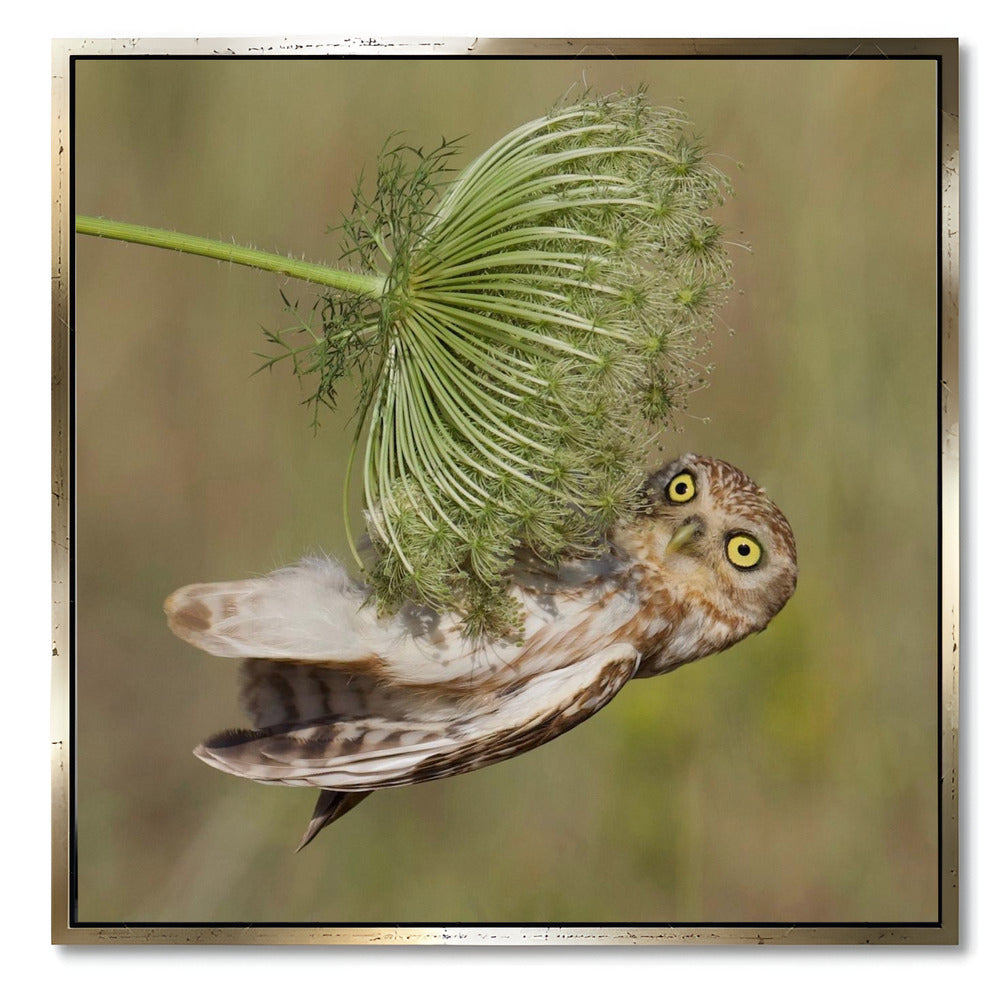 "LITTLE OWL"