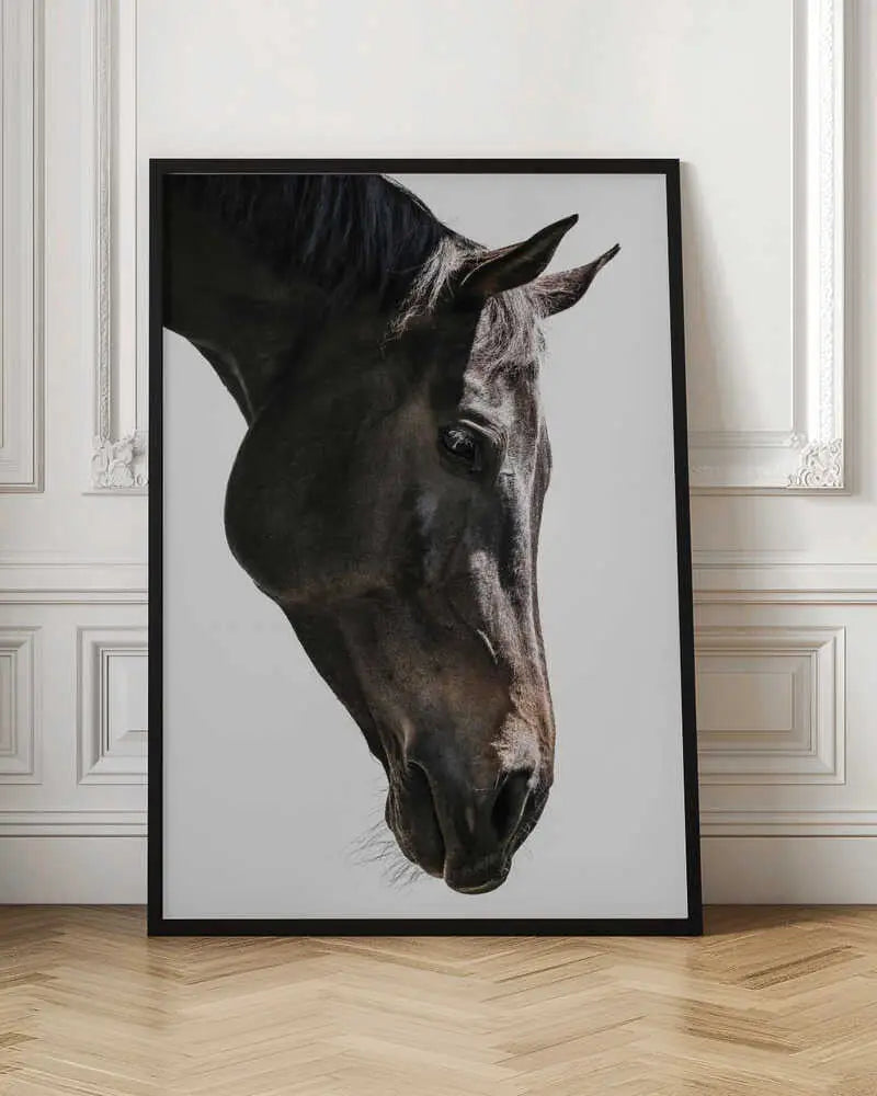 "GENTLE EQUINE GAZE"