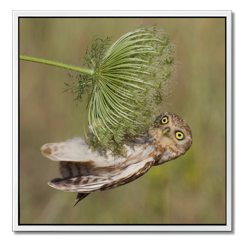 "LITTLE OWL"